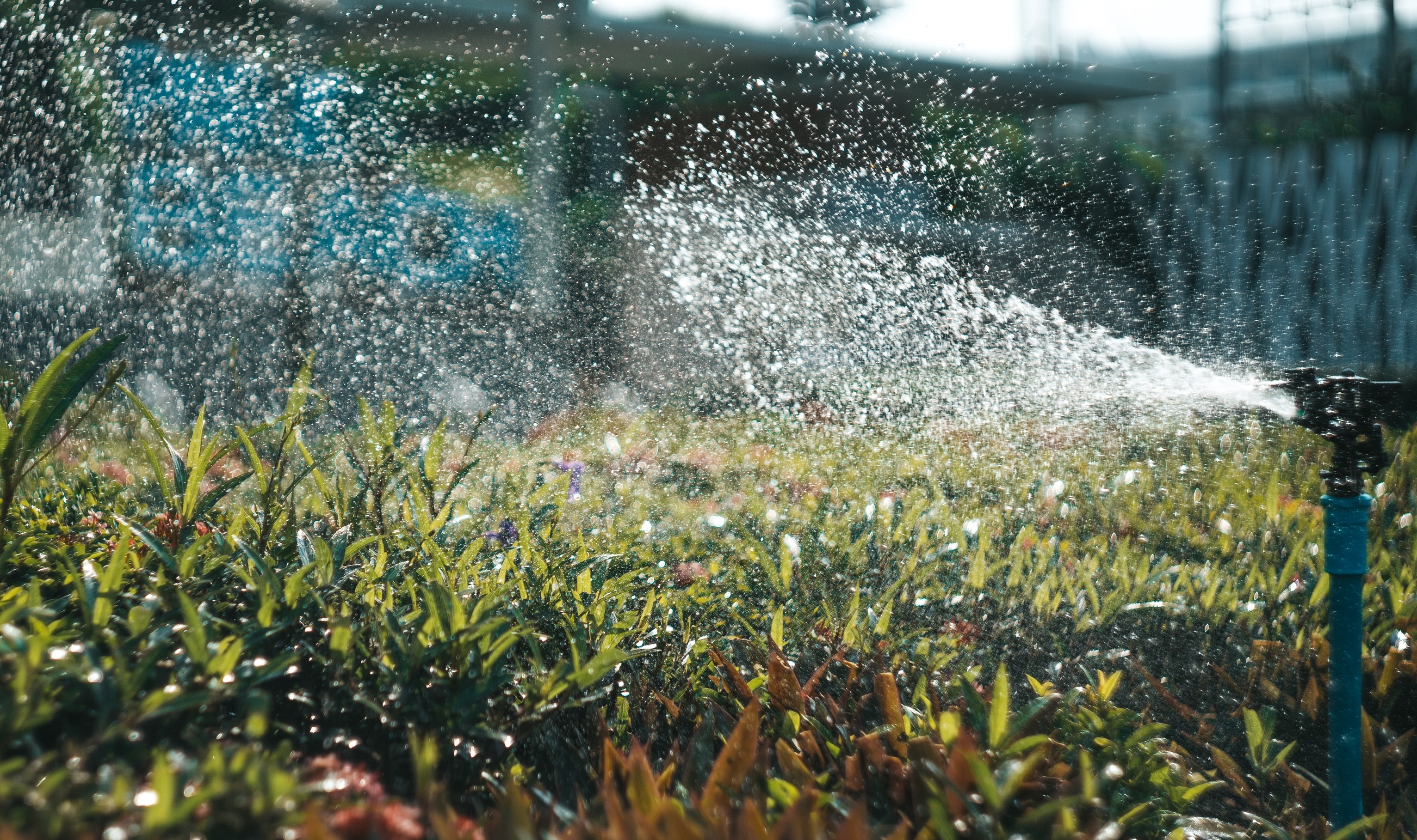 Sprinkler Picture